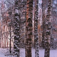 В лесу :: Людмила Смородинская