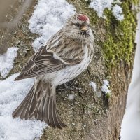 Чечетка на дереве :: Анна Иларионова