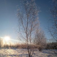 Мороз и солнце... :: Ольга Довженко
