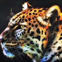Ягуар(Panthera onca) :: Aida10 