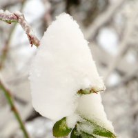 Листья в снегу :: Андрей Снегерёв