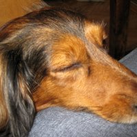 Сладкий сон любимой собаки.. :: Tatiana Markova