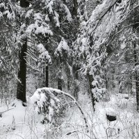 В лесу :: Наташа Королева