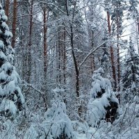 зима в лесу :: Владимир 