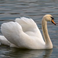 На городском водохранилище :: Игорь Сикорский