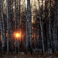 Солнышко за лесом... :: Нэля Лысенко