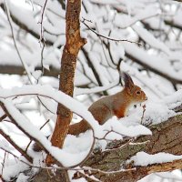 Белке зима нравится! :: Александр Чеботарь