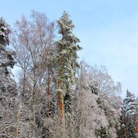 Опушка зимнего леса :: Андрей Снегерёв