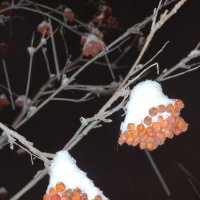 В снегу рябина - прелестница лесная :: Марина Валиуллина