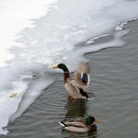 решили перезимовать :: леонид логинов