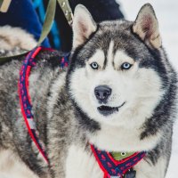 готовиться к забегу :: Александр Леонов