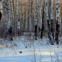 Зимний березовый лес... :: Нэля Лысенко