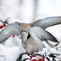 Любовь и голуби. :: Восковых Анна Васильевна 