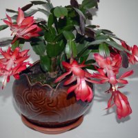 Декабрь - время цветения изиго кактуса :: Нина Синица