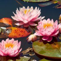 Три цветка лотоса на летнем озере. :: Евгений Никонов