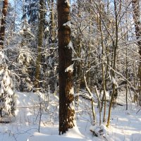 Лес зимой :: Андрей Снегерёв