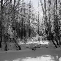 В зимнем лесу :: Нэля Лысенко