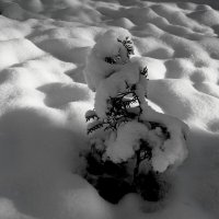 Засыпало снежком?!... :: Евгений 