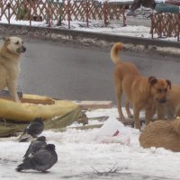 Зима и заботы о пропитании  сближают голубей и собак... :: Alex Aro Aro Алексей Арошенко
