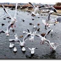 УТРО ЗИМНЕЕ В ЗАЛИВЕ :: Анатолий Восточный