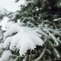 Снег на лапах елки... :: Александр Стариков