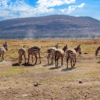 "Стали к горе передом,а к фотографу задом"... зебры,саванна,Кения! :: Александр Вивчарик