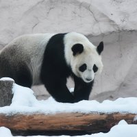 Московский Зоопарк. Большая панда. :: Наташа *****