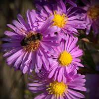 Октябрьская пчелка :: lady v.ekaterina