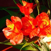 Альстрёмерия - цветок-праздник.. С Наступающим Новым Годом, друзья!!! :: ГЕНРИХ 