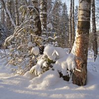 Солнце светит, но греет :: Нина Синица