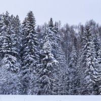 Зимний лес :: Алексей Сметкин