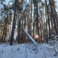 В лесу зимой. :: Кирилл Яшин