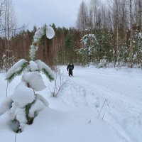 В зимнем лесу :: Людмила Гулина