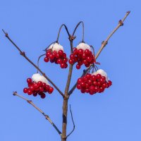 viburnum :: Zinovi Seniak