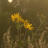 Солнечные цветы :: Syntaxist (Светлана)