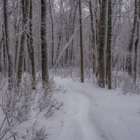 Зимний лес :: Наталья Димова
