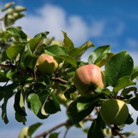 Ветка с яблоками :: lady v.ekaterina