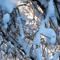 Ветки в снегу :: Ольга Бекетова