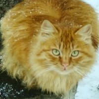 На прогулке встретила кота... :: Валентина  Нефёдова 