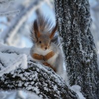 Белка в зимнем лесу :: Pavel Blashkin