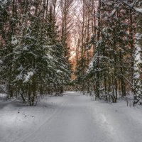 Заснеженный лес... :: Александр Попович
