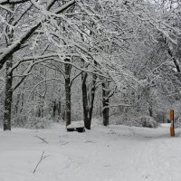 В парке после снегопада. :: Милешкин Владимир Алексеевич 