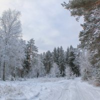 в зимнем лесу :: Владимир Зеленцов