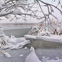 Снежная нежность :: Юрий Митенёв