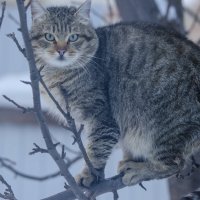 Портрет кота :: Ольга Прикуль