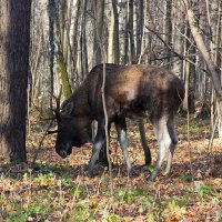 Лосиный остров :: Михаил Розенберг