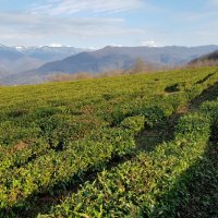 8 января 2022 Чайные плантации :: Tata Wolf