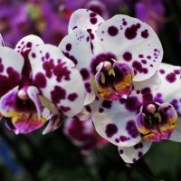 Пятнистая орхидея Formosa Cranberry :: Aida10 