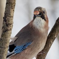 Счастливая -:)) :: Александр Запылёнов