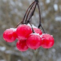 Картинка зимы. :: Милешкин Владимир Алексеевич 